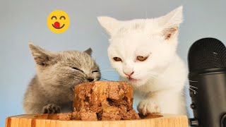 White and Gray Cats Eating Wet Cat Food ASMR Mukbang [upl. by Abigale]