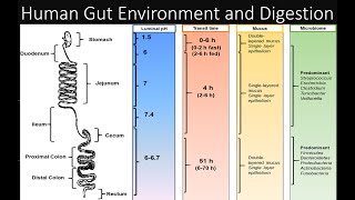 Biology  Digestive System  Transit Time and Gut Environment [upl. by Lauber]