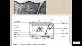 Thermoregulation for IGCSE Biology [upl. by Rhodia]