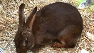 Lapin lièvre Belge Femelle  Oryctolagus cuniculus Linnaeus 1758  ExpoZoo  102014 [upl. by Amhser]