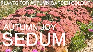 Sedum Autumn Joy [upl. by Platon]