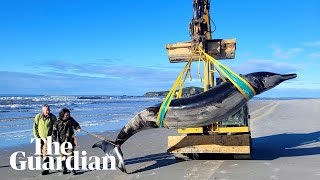 The world’s rarest whale may have washed up on a New Zealand beach [upl. by Attenol]