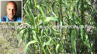 Giant Reed Arundo donax propagation [upl. by Ahsia789]