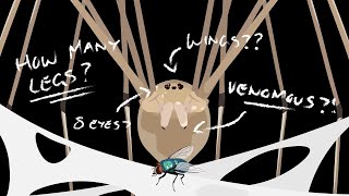 Daddy Long Legs What Exactly Are They [upl. by Mariana]