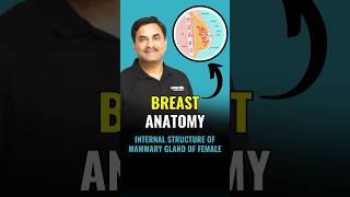 NEET Concept  Breast Anatomy  Breast Structure  NEET 2024 Biology neet2024 neetbiology [upl. by Gold]