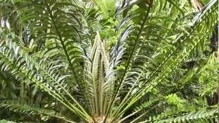 Encephalartos Large Cycad flushing [upl. by Alsworth609]