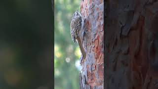 Пищуха  Eurasian Treecreeper [upl. by Nahshun716]