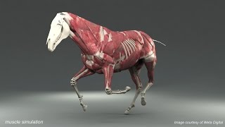 Weta Digital Horse FEM Simulation [upl. by Barimah]