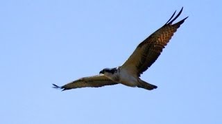 Balbuzard pêcheur lançant une attaque [upl. by Atsylak]