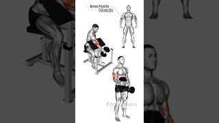 4 Effective Exercises for Biceps Brachialis Growth biceps brachialis exercise [upl. by Isabea]