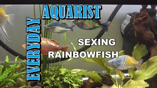 How to tell the gender of Rainbow fish [upl. by Sello822]