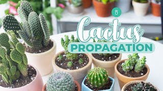 HOW TO PROPAGATE CACTUS EASY amp FAST [upl. by Sitnik]