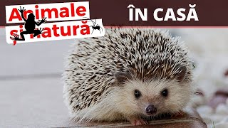 Ariciul animal de companie  Ce trebuie sa stii [upl. by Dicks]