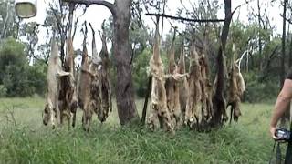 Dingoes and wild Dogs slaughter [upl. by Ynnavoeg]