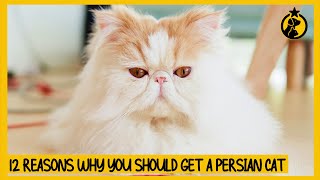 12 Reasons Why You Should Get a Persian Cat [upl. by Franciscka663]