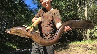 Spearfishing HUGE Eels Catch n Cook primitive spear making [upl. by Hanikahs103]