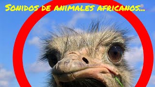 🍀❤ Sonidos de Animales Africanos para bebés y niños 🍀❤ [upl. by Goodwin]