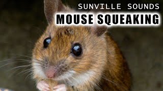 1 Hour of Mouse Squeaking  Animal Sounds with Peter Baeten [upl. by Marrissa]