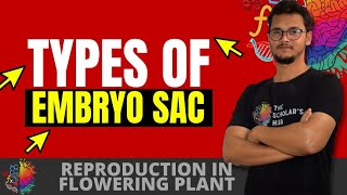 Embryo sac  Types of Embryo sac  NCERT CLASS 12  Reproduction In Flowering Plants [upl. by Beisel]