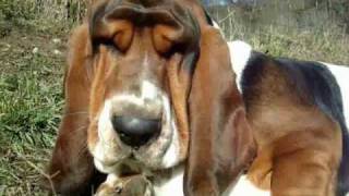 bassethounds from a francophonic forum [upl. by Malorie]