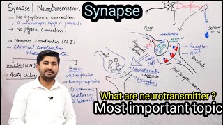 179 Synapse  Neurotransmission  Fsc 2nd year biology [upl. by Rexana]