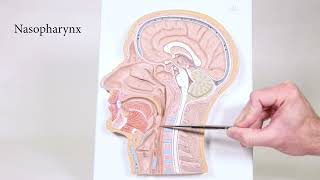 Head Sagittal Cut Model [upl. by Ramon]