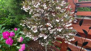 Styrax Evening Light Japanese Snowbell [upl. by Darb]