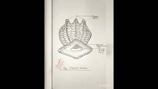 Placoid Scale Scales of Fish practical for MSc and BScFishries Spotting 🐟 [upl. by Luapnaej243]