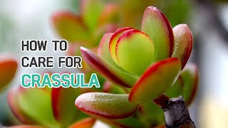 BEST TIPS  HOW TO CARE FOR CRASSULA SUCCULENTS [upl. by Shuman996]