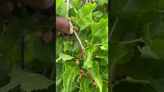 Blackberry Picking satisfying shortvideo wow inlove [upl. by Toulon]