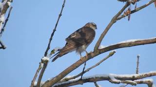 Krogulec samiczkaAccipiter nisus [upl. by Arries143]