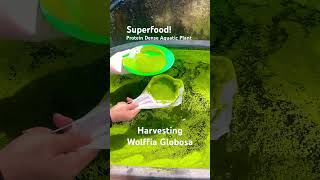 Wolffia Globosa  Superfood Protein Rich Plant superfood asmr protein gardening garden [upl. by Arayk286]