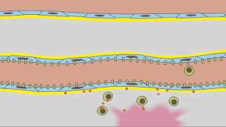 3 7 Leukocyte Rolling [upl. by Hurlow277]