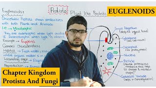 Euglenoids  Plant Like Protists Algae  Chapter protista and Fungi [upl. by Dnalram940]