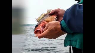 Clallam Bay June Trip Edit  Shore Fishing and Boat Rental Sekiu Slip Point Rockfish Greenling [upl. by Ihcelek]