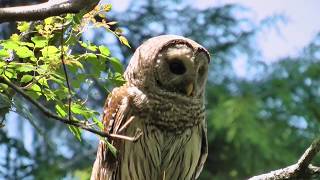 Owl Eating Fish FYV [upl. by Bridges]