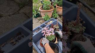 Planting Lewisia [upl. by Nerra]