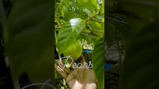 ලංකාවේ ඇපල් fypシ゚viral pears apple fruit teastyfood heldy nature kidsfavourite delicious [upl. by Marozas224]