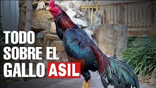 Todo lo que debes saber de el Gallo ASIL [upl. by Giff526]