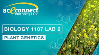 Biology Lab  Plant Genetics [upl. by Eilhsa]