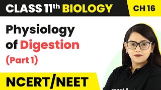 Physiology of Digestion Part 1  Digestion and Absorption  Class 11 Biology [upl. by Ellivro333]