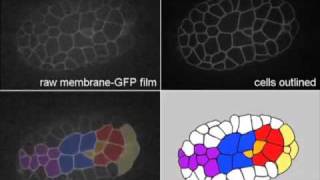 C elegans gastrulation [upl. by Ardnossac859]