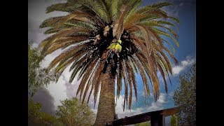 poda de palma Phoenix Canariensis [upl. by Dalston]