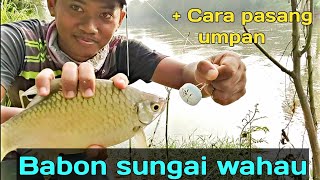 AKHIRNYA BABON SIRIP MERAH MENDARAT Mancing ikan tawes pakai teknik dasaran spot Bogowonto [upl. by Mccreery]