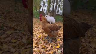 The little rabbit mistook the chicken for its mother Cute pet debut plan Rabbit Rural cute pe [upl. by Adin]