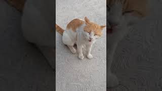 🔊 😺 Gatos MAULLANDO Fuerte short 📢▶ 2023 【Debes De Mirarlo】 [upl. by Yrelle]