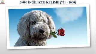 5000 İNGİLİZCE KELİME  RESİMLİ VE SESLİ  751  1000 [upl. by Kong]