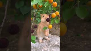 Little rabbit eating red bayberry🍓🍓 [upl. by Brout]