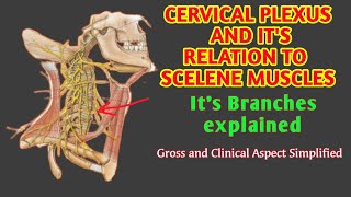 Cervical Plexus  Its relation to scalene muscles  By AnatomyHub [upl. by Atikam]