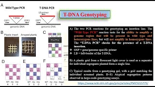 TDNA Express site amp primers for TDNA genotyping “Insertional Mutagenesis” for Validation HMHZ [upl. by Selokcin]